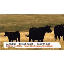Circle S Ranch - Sunnynook, AB   +/- Heifers
