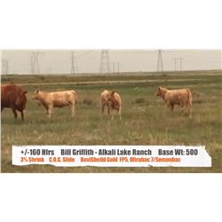 Bill Griffith/Alkali Lake Ranch - Cessford, AB  +/- Heifers
