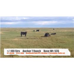 Anchor 7 Ranch/Glen & Brandy Griffith - Cessford, AB   +/- Steers