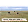 Image 1 : Anchor 7 Ranch/Glen & Brandy Griffith - Cessford, AB   +/- Steers