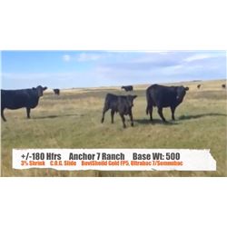 Anchor 7 Ranch/Glen & Brandy Griffith - Cessford, AB   +/- Heifers