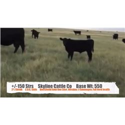 Skyline Cattle Co. / Craig & Elaine Horner - Sunnynook, AB   +/- Steers