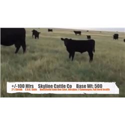 Skyline Cattle Co. / Craig & Elaine Horner - Sunnynook, AB   +/- Heifers