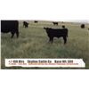 Image 1 : Skyline Cattle Co. / Craig & Elaine Horner - Sunnynook, AB   +/- Heifers