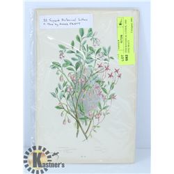 22 SUPER BOTANICAL LITHOS, 1900 BY ANNE PRATT