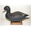 Image 1 : UPPER BAY, MARYLAND WHITE-WINGED SCOTER