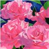 Image 2 : Pink Roses by Davis, Brian