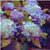 Image 2 : "Hydrangea" Limited Edition Giclee on Canvas by Simon Bull, Numbered and Signed. This piece comes Ga