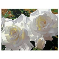 Brian Davis, "White Radiant Roses" Limited Edition Giclee on Canvas (40" x 30"), Numbered and Hand S