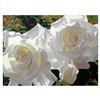 Image 1 : Brian Davis, "White Radiant Roses" Limited Edition Giclee on Canvas (40" x 30"), Numbered and Hand S