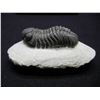 Image 1 : OHIO Trilobite