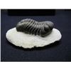 Image 2 : OHIO Trilobite