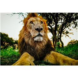 Mike Fell Photography - Mister Majestic Lion