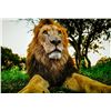 Image 1 : Mike Fell Photography - Mister Majestic Lion