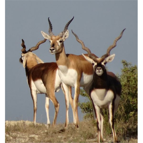 TEXAS EXOTICS HUNT FOR TWO HUNTERS