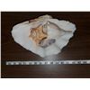 Image 1 : (4) SEASHELLS