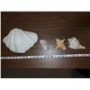 Image 2 : (4) SEASHELLS