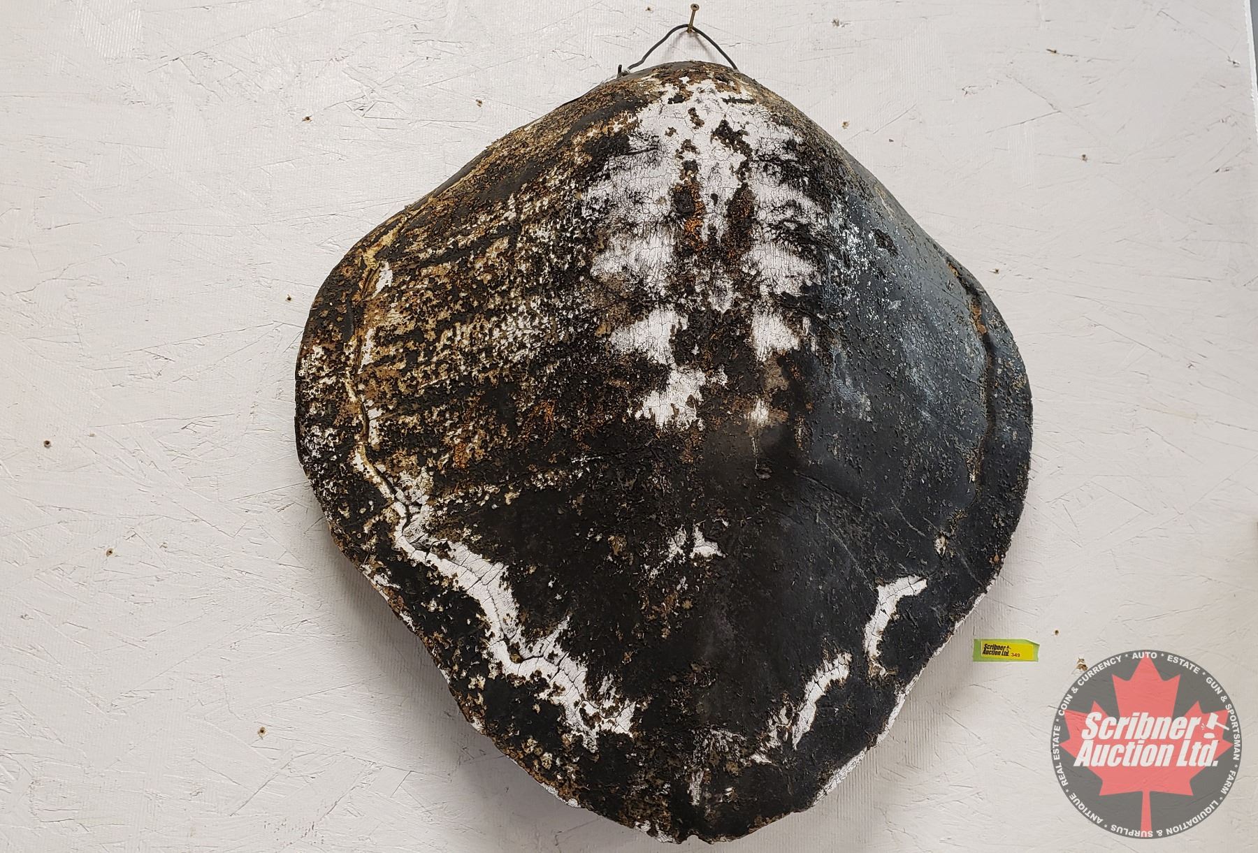 Old Turtle Shell Picks Large 300yr Old Turtle Shell