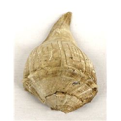 Antique Carved Conch Shell