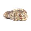Image 1 : Zuni Carved Brown Lace Agate Turtle Fetish