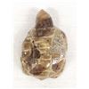 Image 3 : Zuni Carved Brown Lace Agate Turtle Fetish