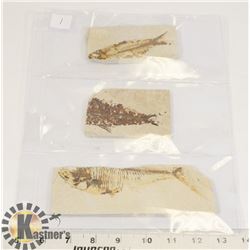 LOT OF 3 FOSSIL FISH IN MATRIX, FROM WYOMING USA.
