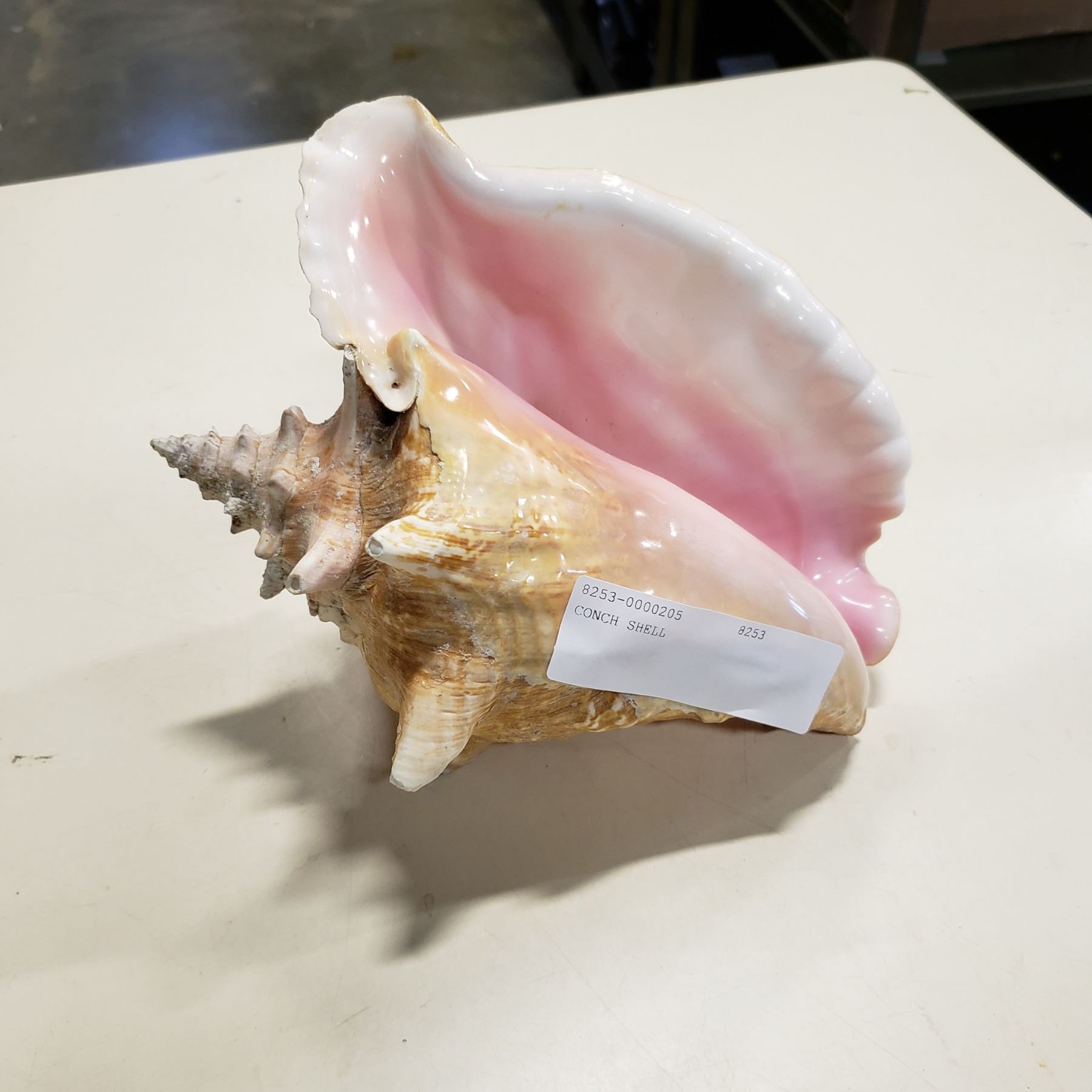CONCH SHELL - Big Valley Auction