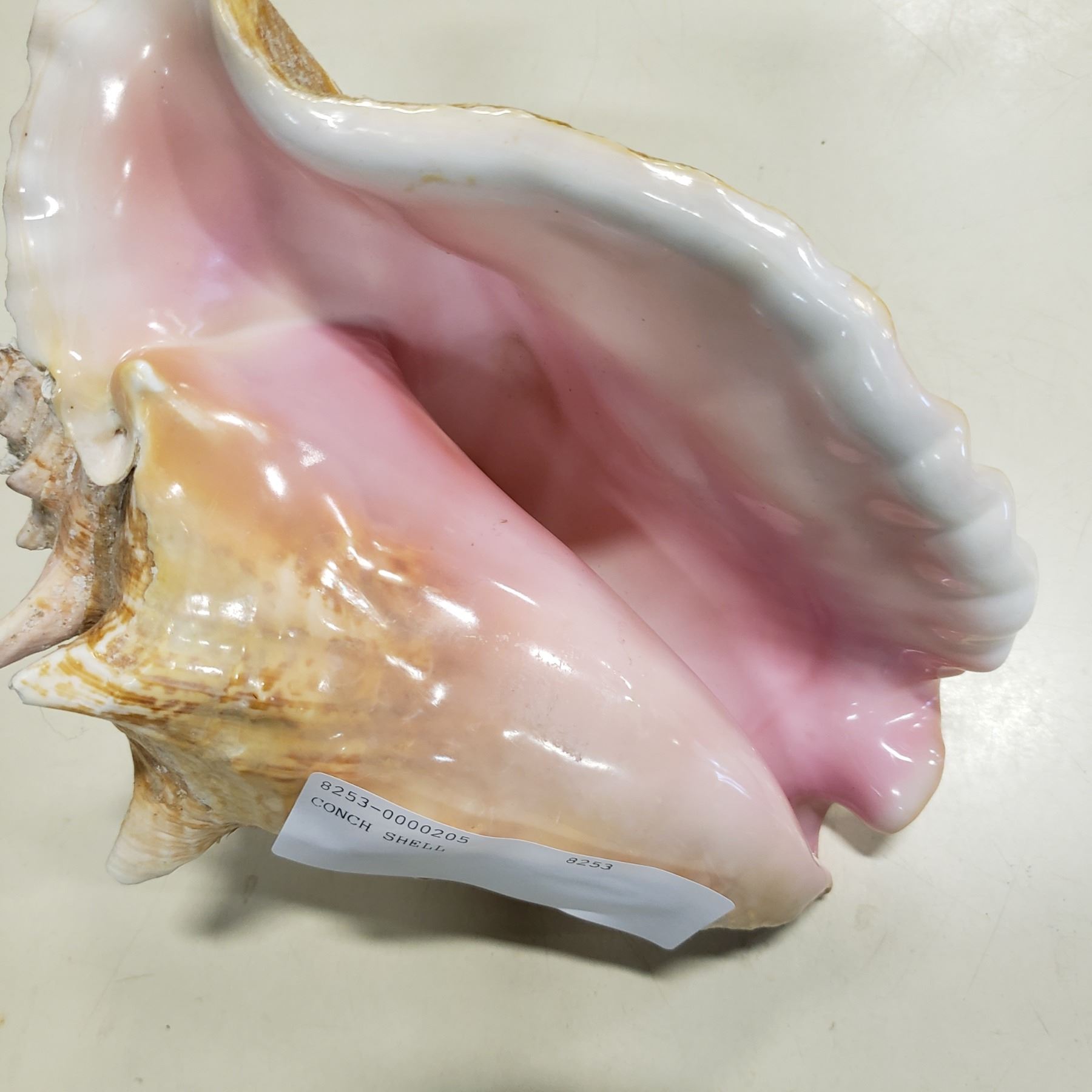CONCH SHELL