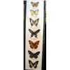 Image 1 : Mounted American butterfly collection i