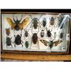 Image 1 : Mounted collection of large beetles hym