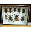 Image 1 : Mounted collection of beetles hymenopte