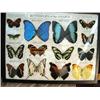 Image 1 : Butterflies of the Amazon in Riker moun