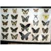 Image 1 : Large collection of butterflies, framed