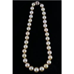Golden South Sea Pearl 14K Gold Necklace