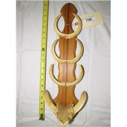 738 - Tusk Decoration