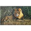 Artist’s Original Painting ‘Male lion in the Grass’