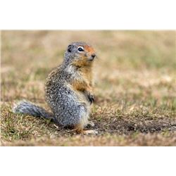 Ground Squirrel Hunt