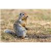 Image 1 : Ground Squirrel Hunt