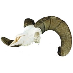 California Big Horn Sheep Skull and Horns