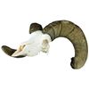 Image 1 : California Big Horn Sheep Skull and Horns