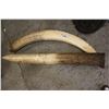 Image 1 : PAIR OF ARTIFICIAL MAMMOTH TUSKS