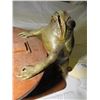 Image 2 : 739 - Frog Decor