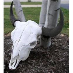 Genuine Buffalo Skulls