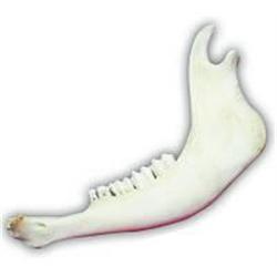Buffalo (American Bison) Jaw bone 