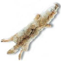 Coyote Hides