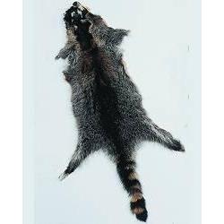 Raccoon Hides