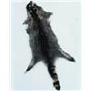 Image 1 : Raccoon Hides
