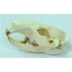 Beaver Skull
