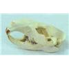 Image 1 : Beaver Skull