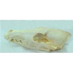 Coyote Skull
